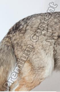 Wolf leg photo reference 0003